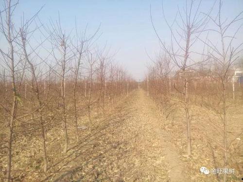 主干型桃树修剪视频,主干型桃树修剪视频解析