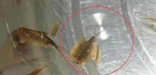 鲎虫视频,古老生物的神秘世界