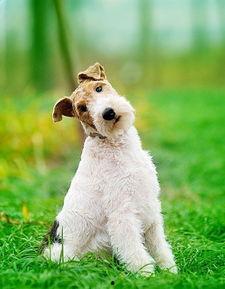 剛毛无码,揭秘其独特形态与生态功能