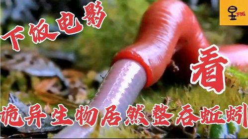 蚯蚓免费全集观看影片,探寻地下生命的奥秘之旅