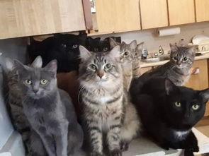 猫咪网站在线视频