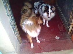 老公母狗舔脚,家的温馨与忠诚