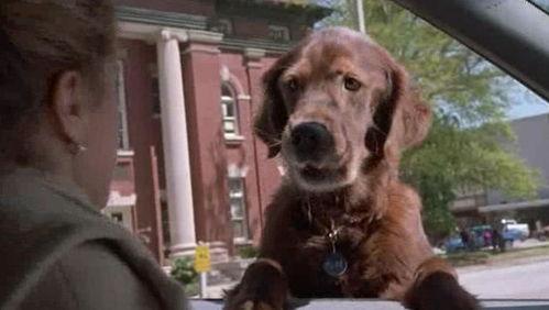 我的老公是条狗,我的老公竟是一条狗