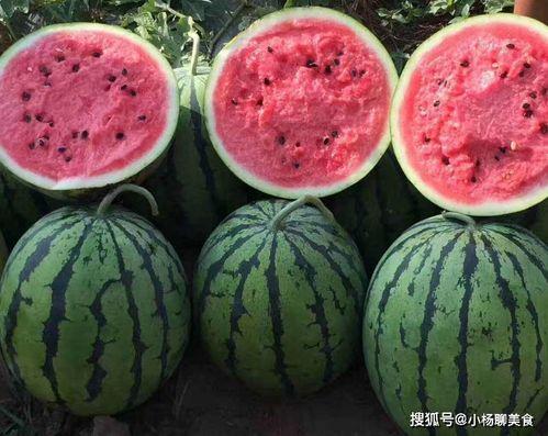 吃瓜网免费官网免费